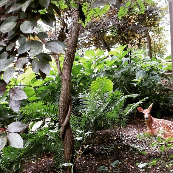 Meet your Posher, Shelby - Picture 4 of 8